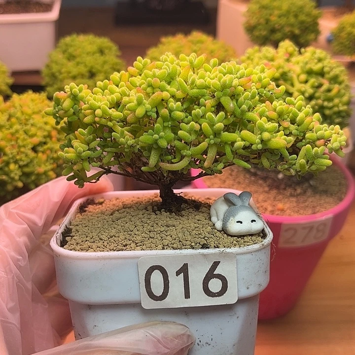 无花朵016蜜桔糖球