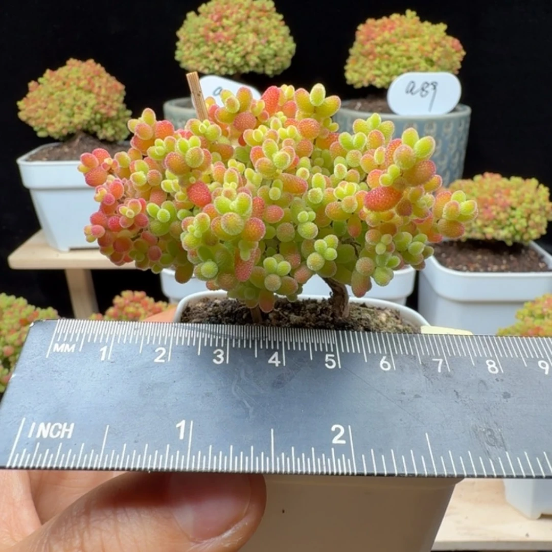 a41号蜜橘冠服6厘米