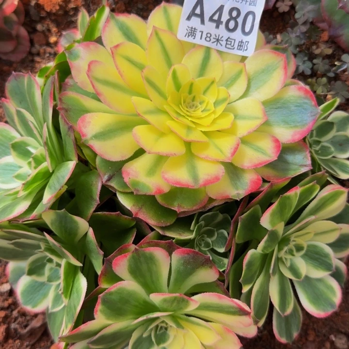 多肉法师谈candy里