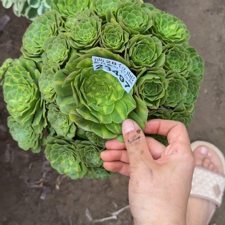 23497琉璃多肉植物