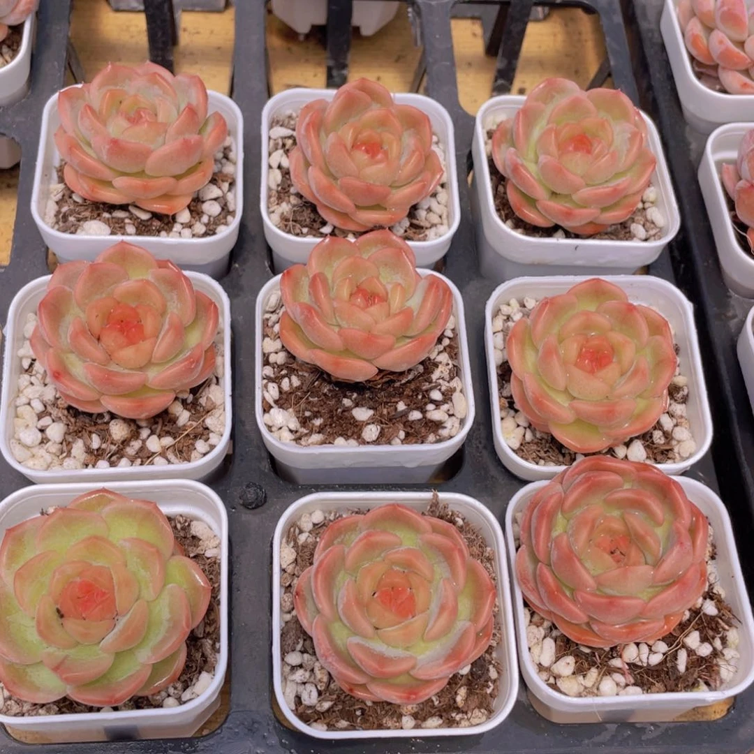 964号 新品糖心琴心单头一个