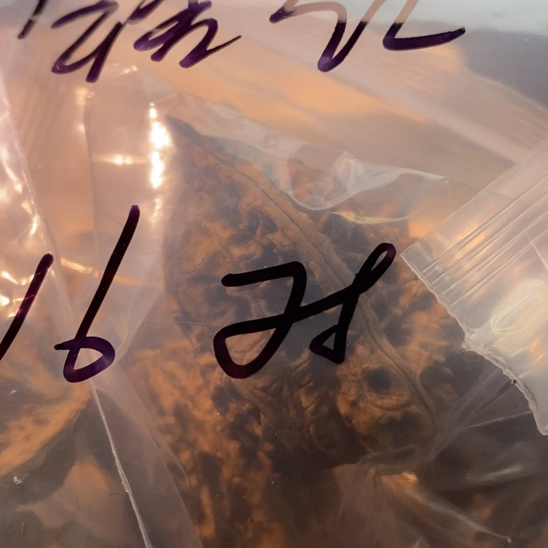铭***瓶文玩核桃吊坠秋核尖商定向铭记