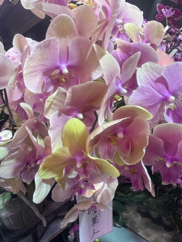 美人蝴蝶兰，单颗，带瑕疵