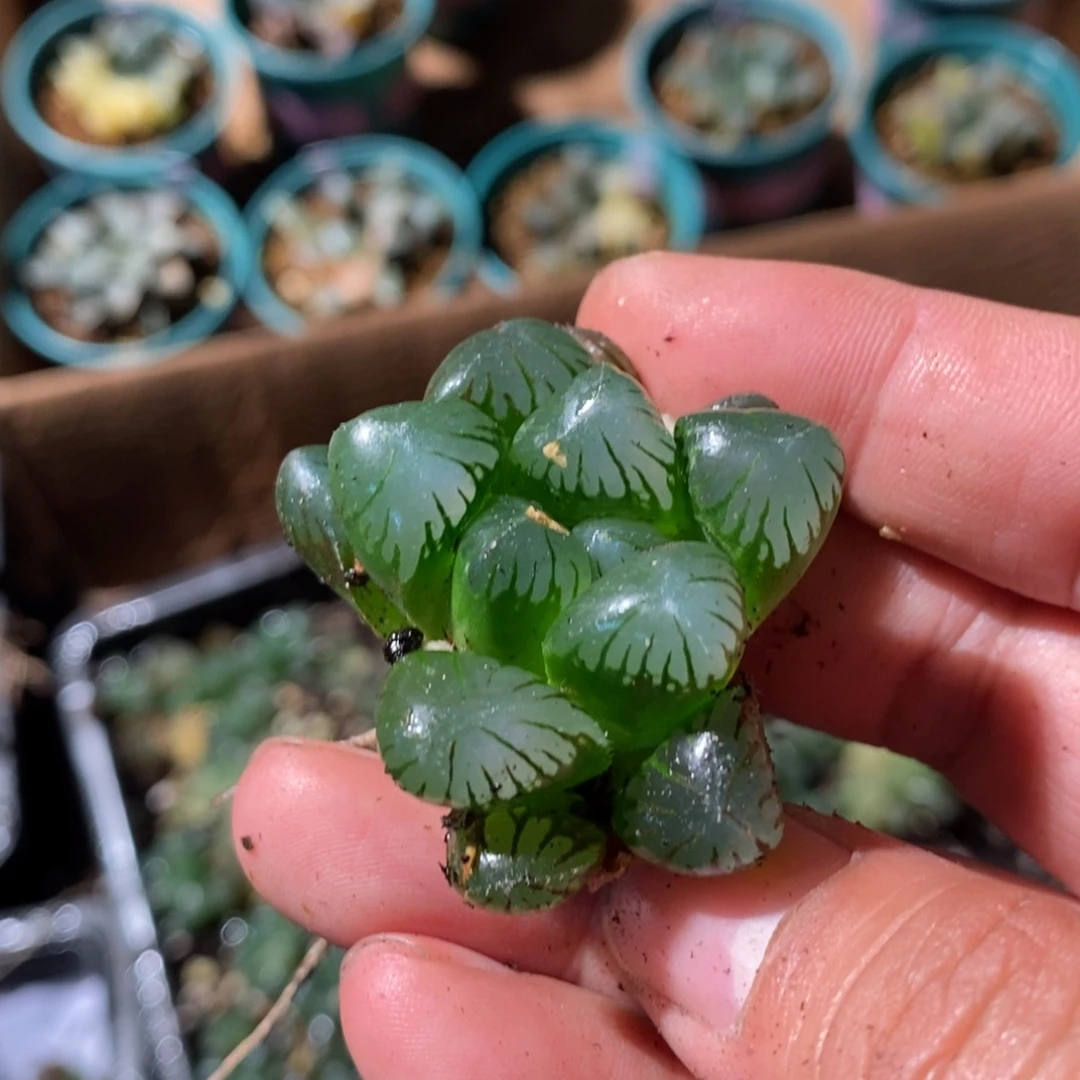 2345 一颗实生大眼珠子雨露 超级福利。