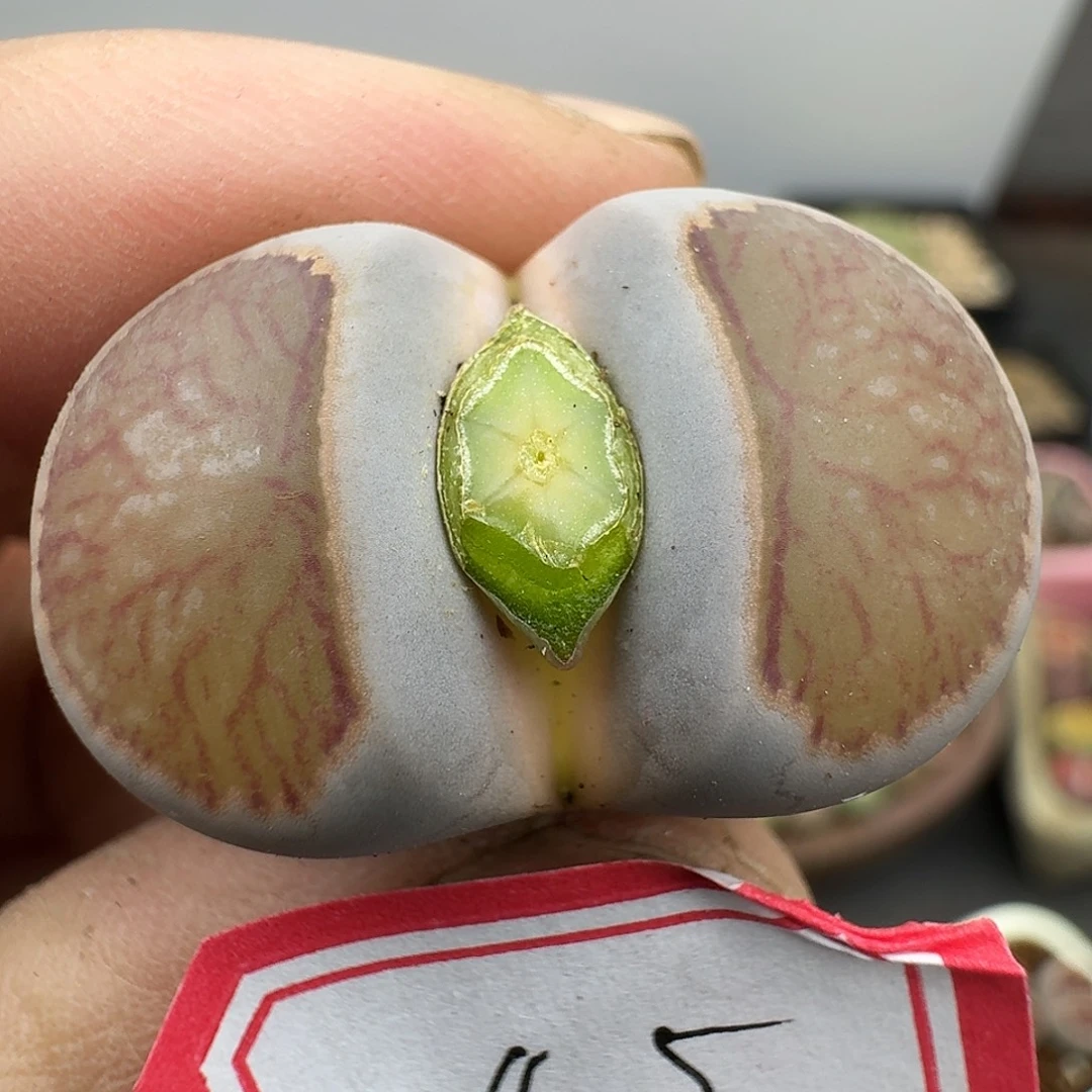 45多肉哈哈哈哈哈哈哈