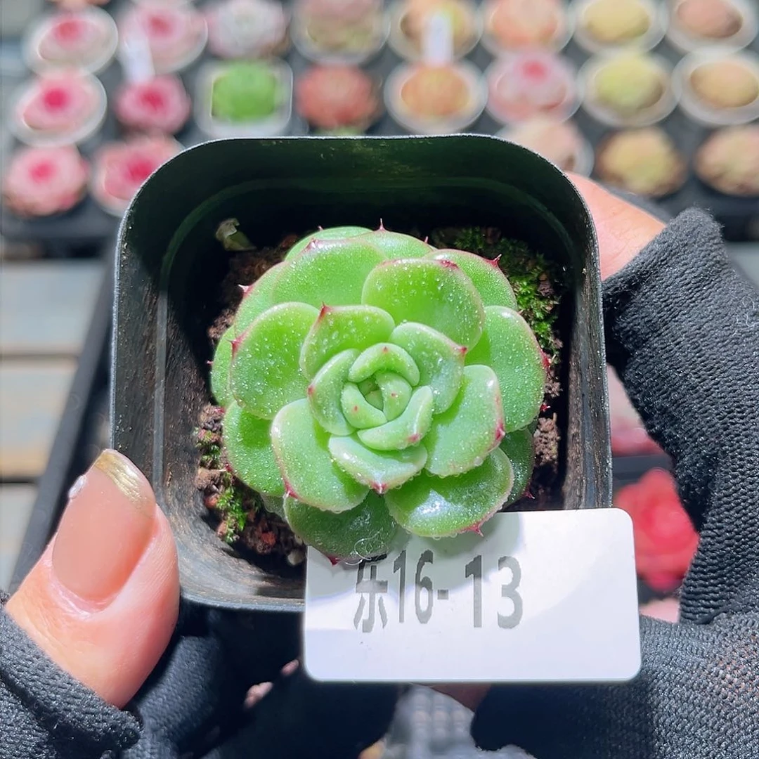 乐16-13 麦秆单头