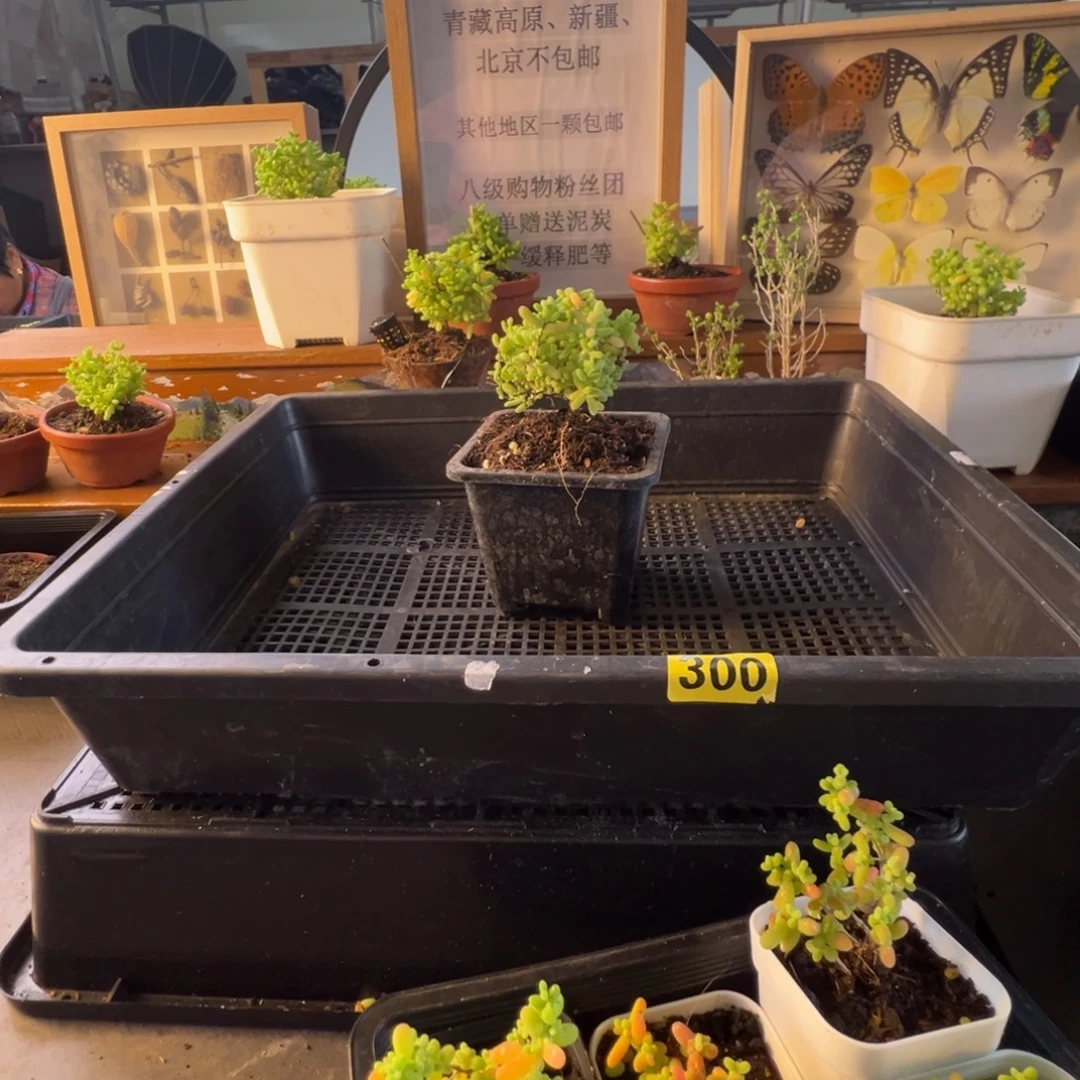 枝干番杏多肉植物300