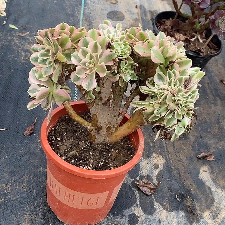 粉女巫缀37多肉植物法师
