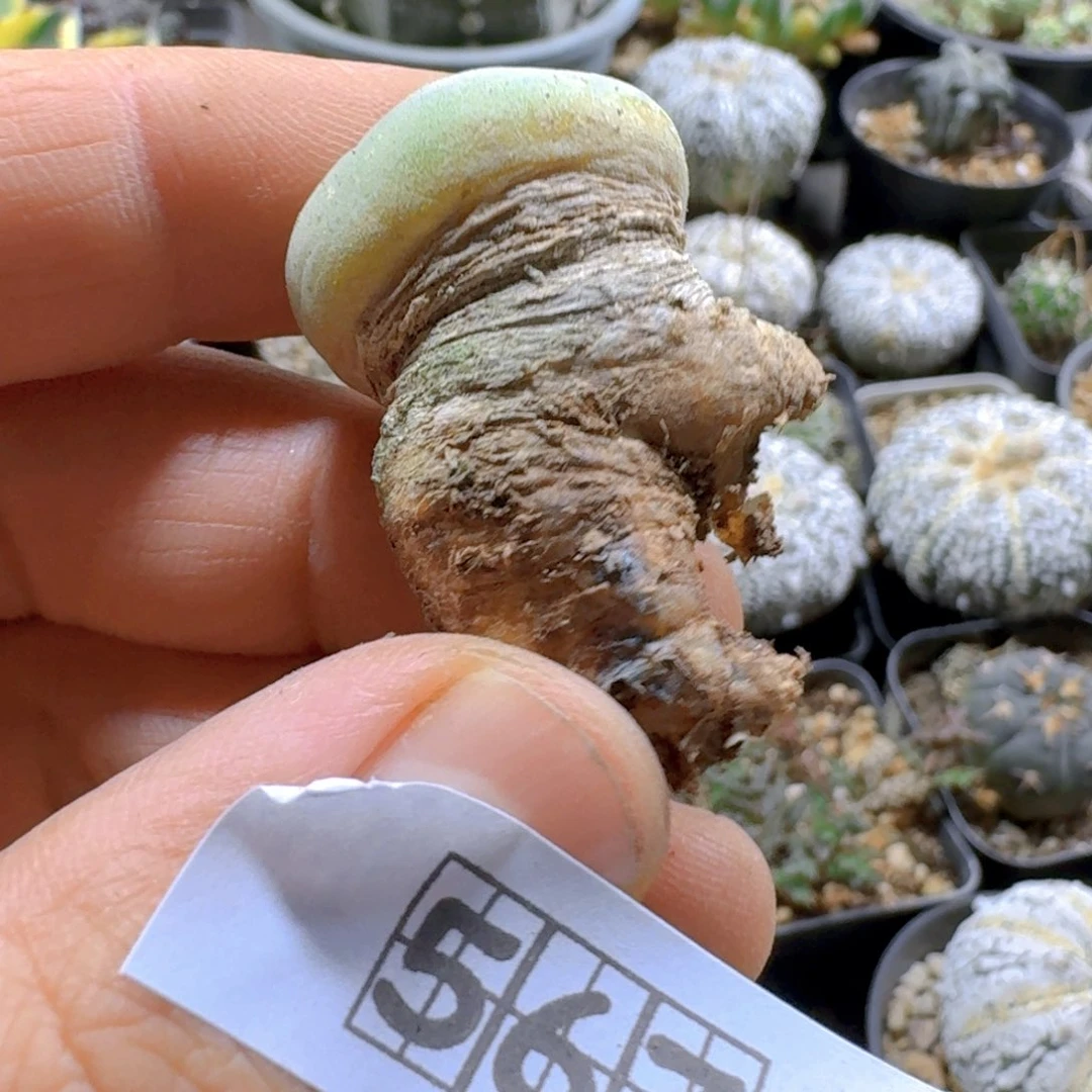 567海鲜脱土发货6年