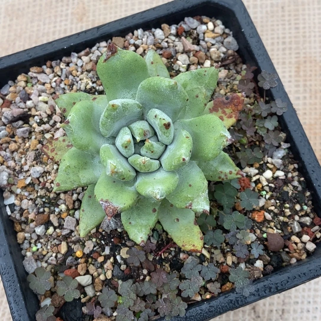 帕翠莎多肉植物啦啦啦