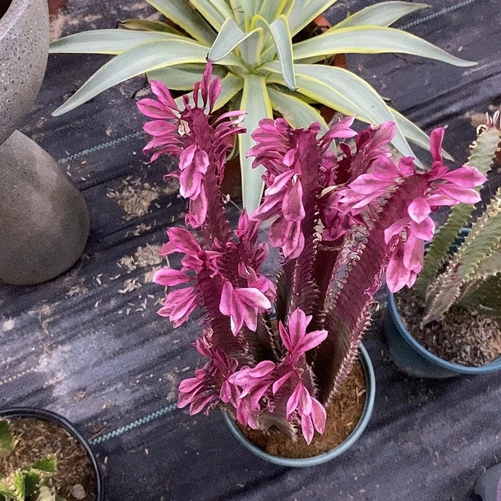 红蝴蝶一物一拍一棵