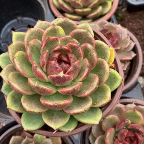 黑水晶。