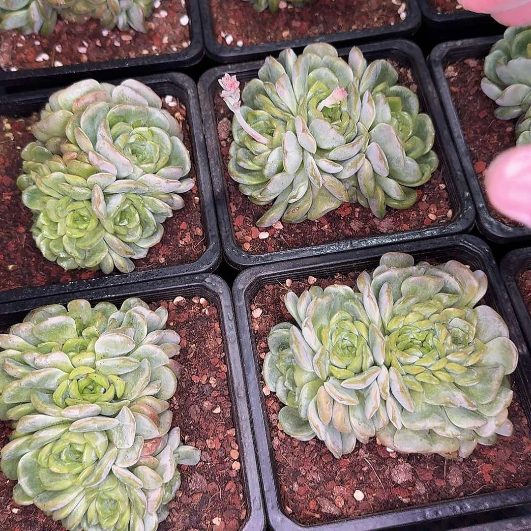 从前慢花园多肉编号融晶缀化