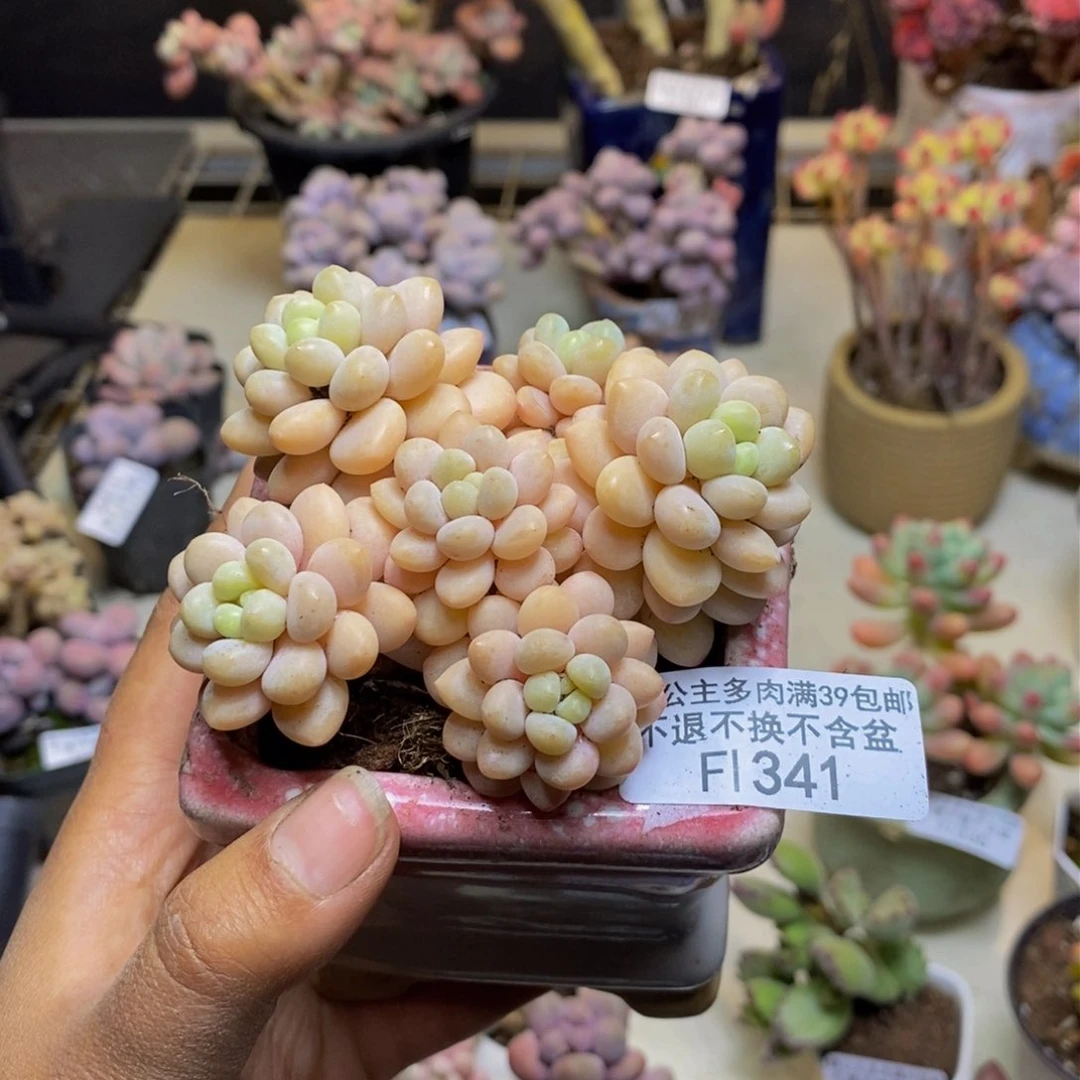 牧*341洛可可轻微掉叶