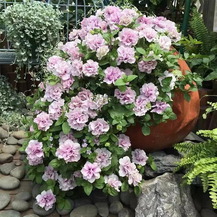 重瓣矮牵牛冰淡紫伊丽莎白戴西罗莎唐布丽娜四季开花养护简单