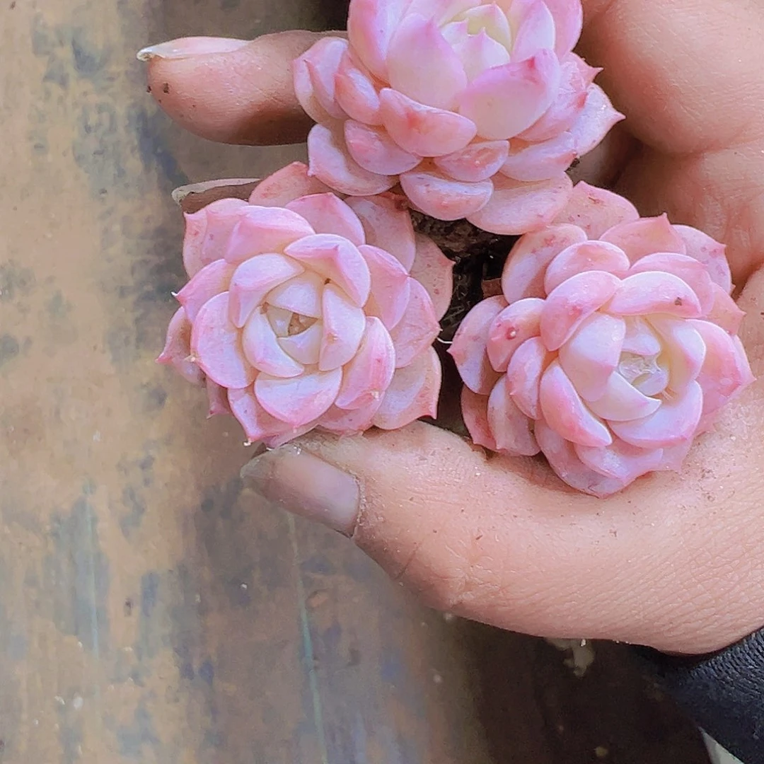 粉爱神5个19包邮