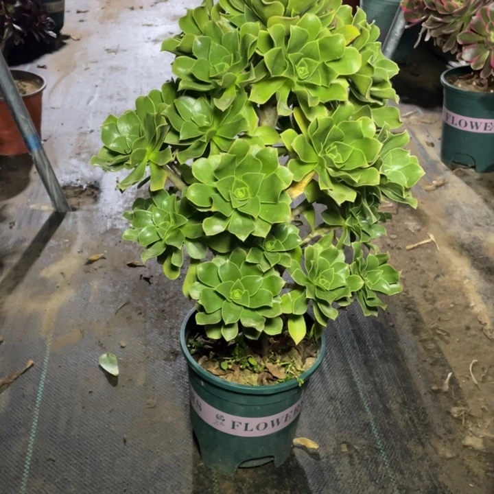 4香馥多肉多肉植物多肉多肉