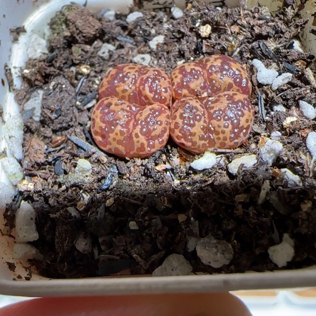 肉锥多肉植物组合-泡泡勋784