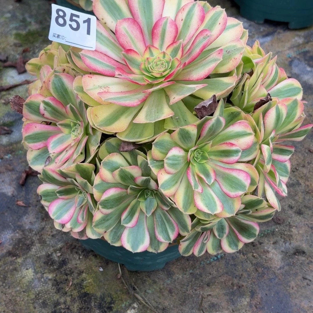851雨河多肉植物发货