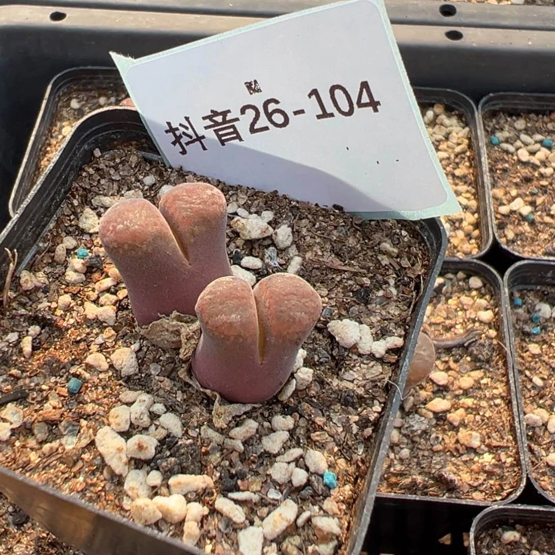 26-104肉锥多肉植物，