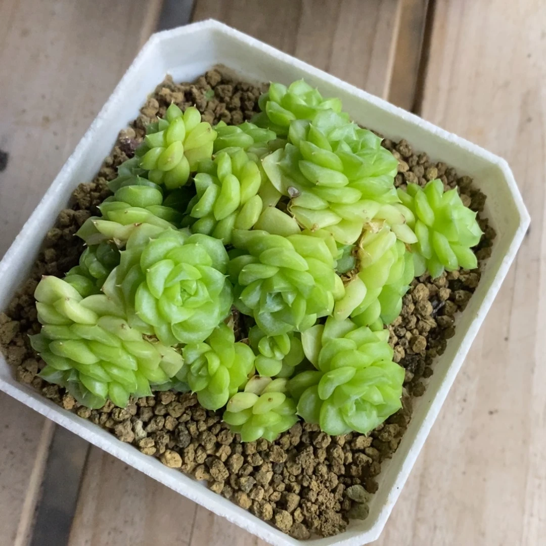 精品多肉一物一拍不包整102