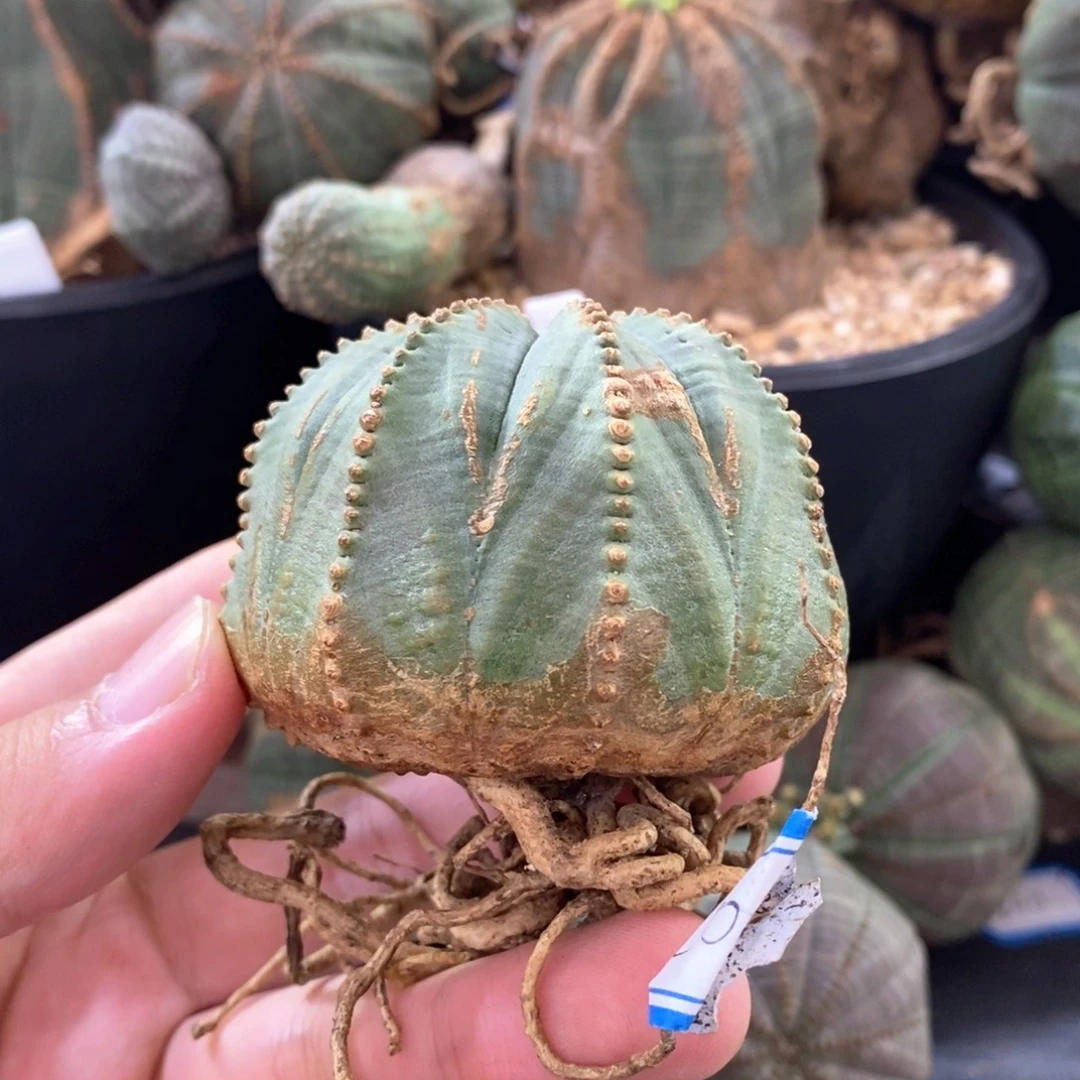 16 欧系实生布纹球多肉植物