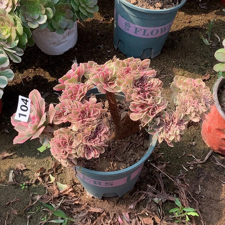 多肉植物粉女巫缀化104