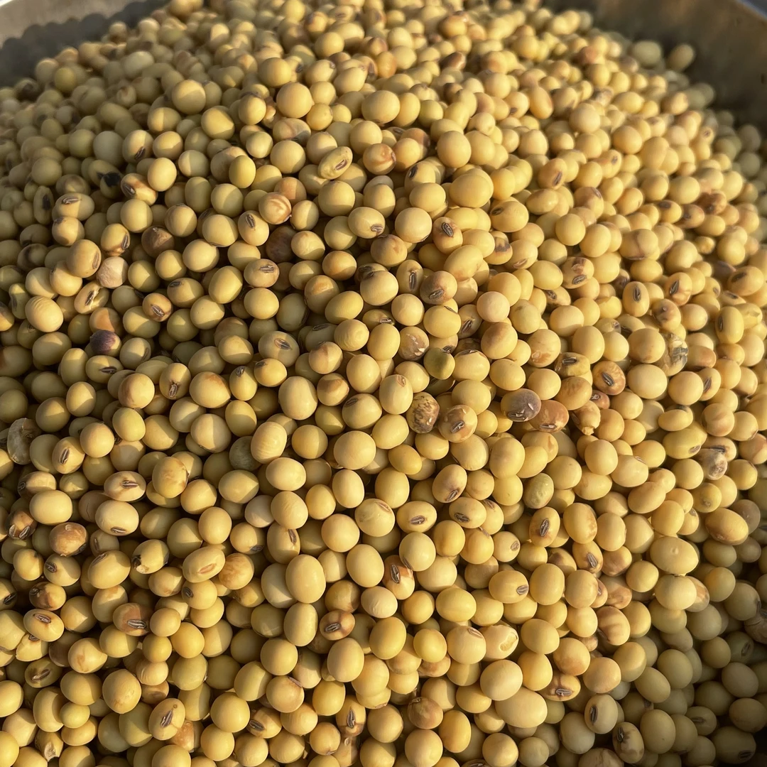 湖北恩施农家自种老品种马尔科土豆带芽冬黄豆非转基因