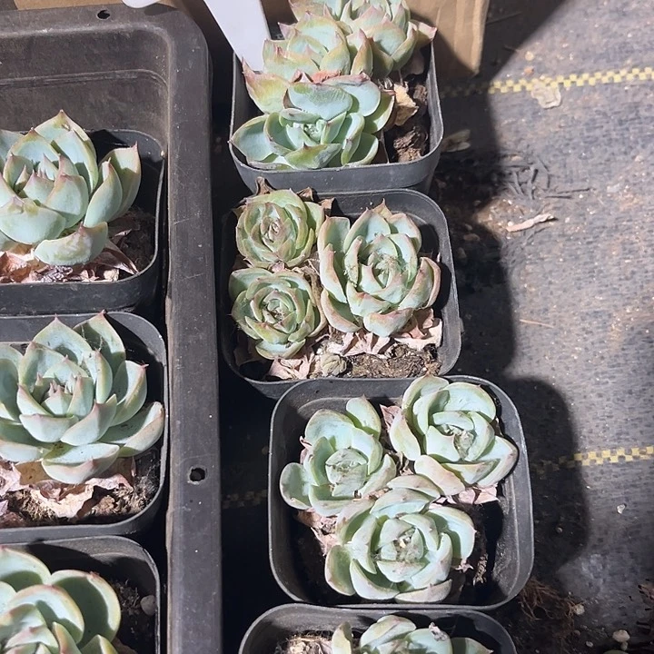 三头侧影群带盆土发