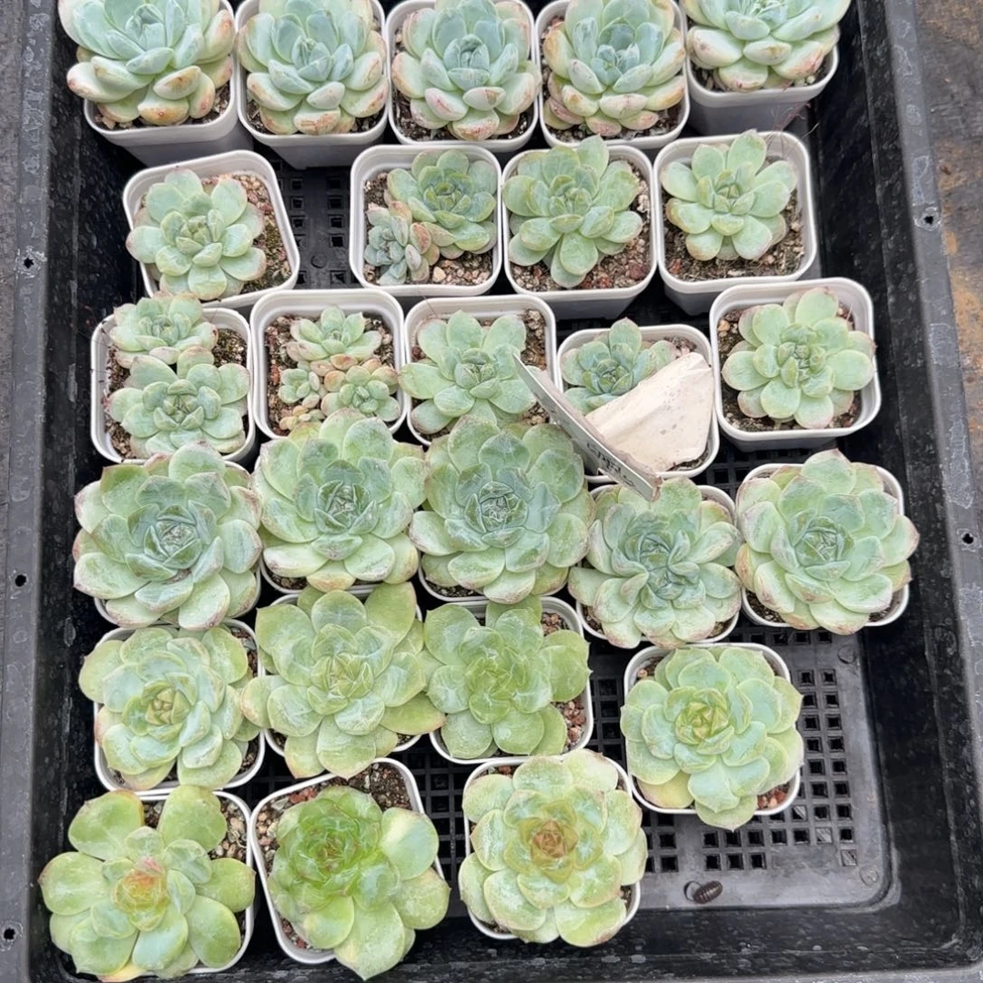 768 混合框满20包邮