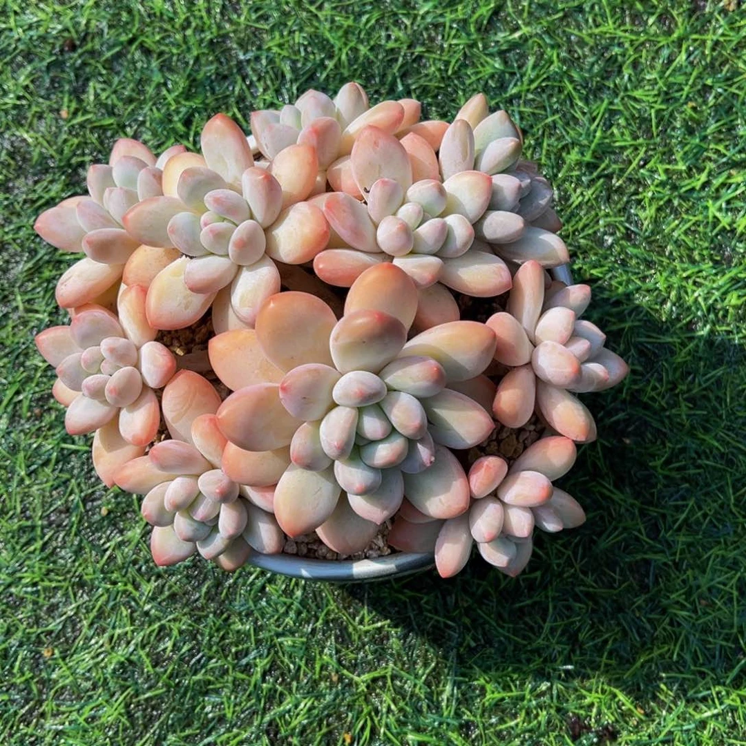 老桩香水一物一拍