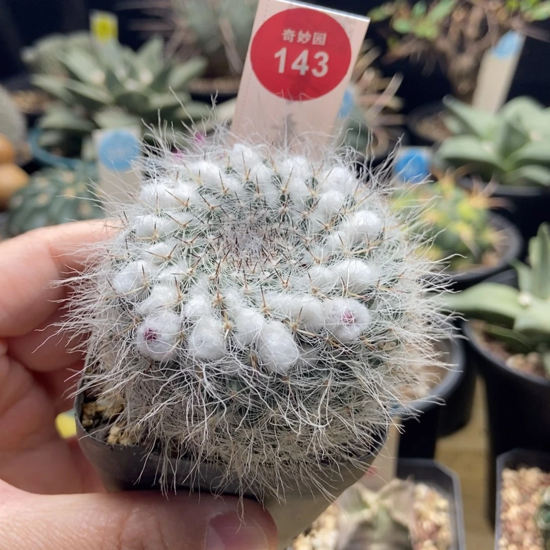 实生雪顶银河一颗6cm