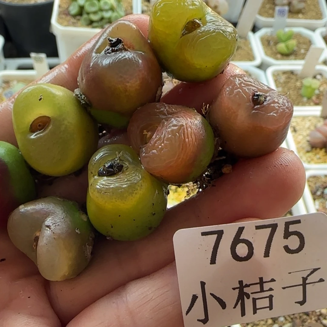 【闪购商品】卡*陈7675