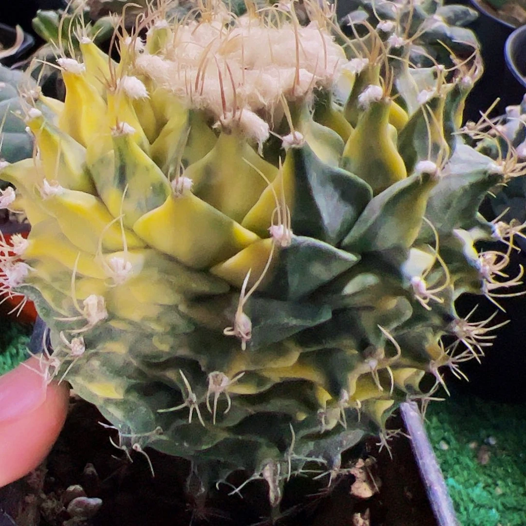 全部花朵福利苗接帝冠锦305