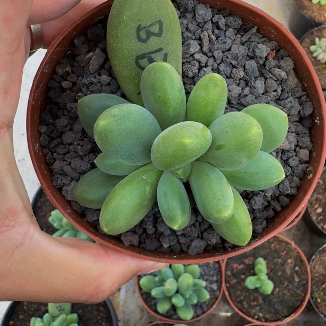 芭比亚 3头 一物一拍