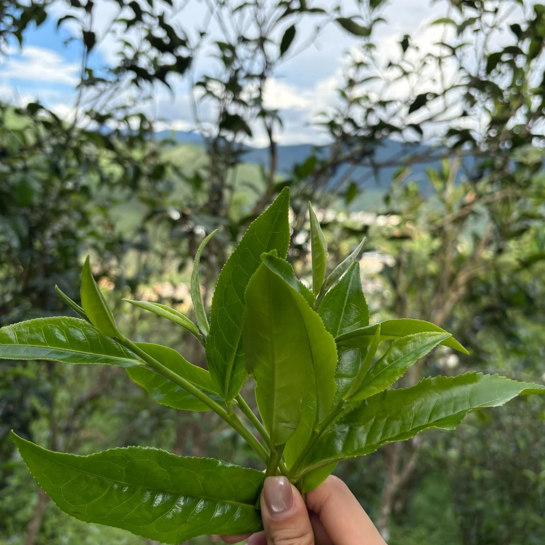 普洱茶以实物为准！！！与主播沟通好再拍！！！请勿拍！！！