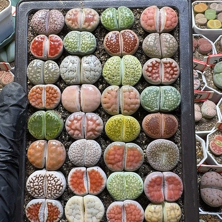 生石花11111。  裸根带盆土。   206