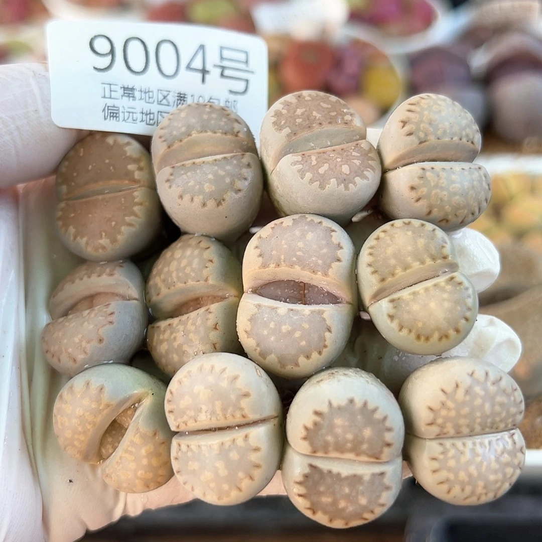 9004四年大饼干12颗2cm左右