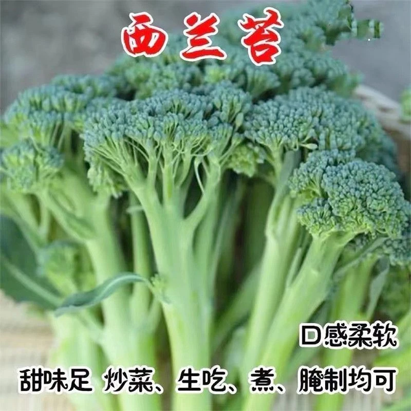 【西兰苔秧苗】西兰苔苗高产耐寒蔬菜苗