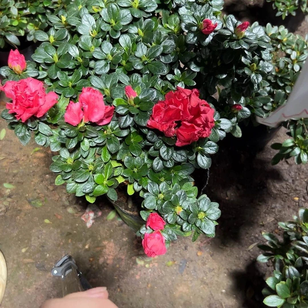 大部分花苞少量开放40