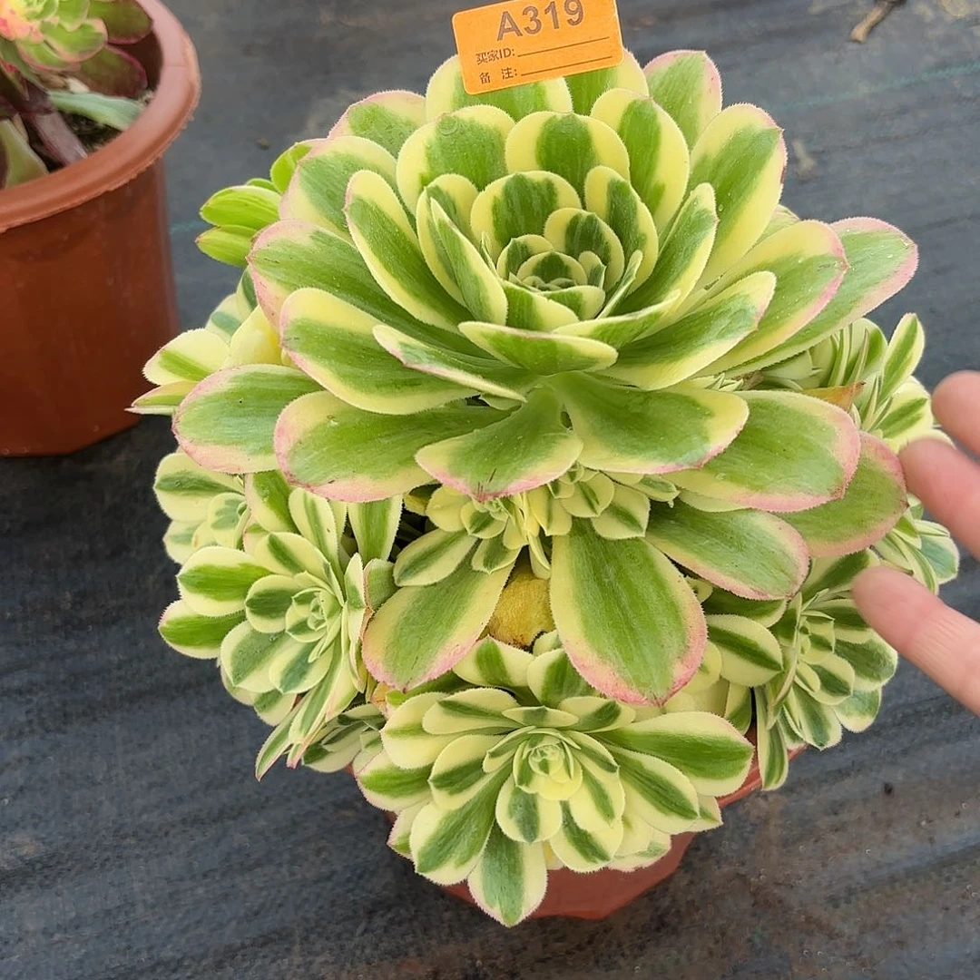 迈巴赫嫩桩319多肉多肉