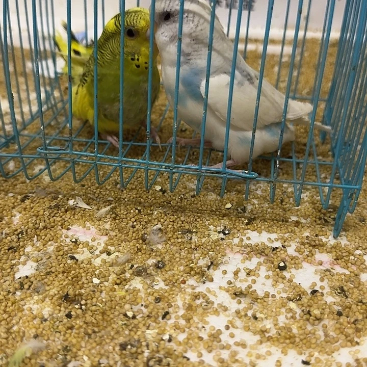 虎皮鹦鹉大头在线