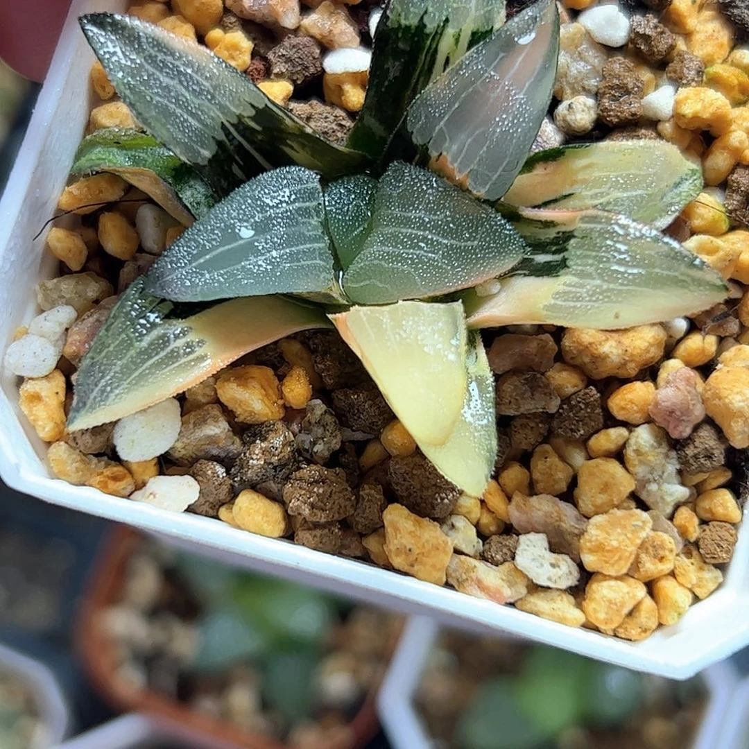 实生克锦十二卷多肉植物满