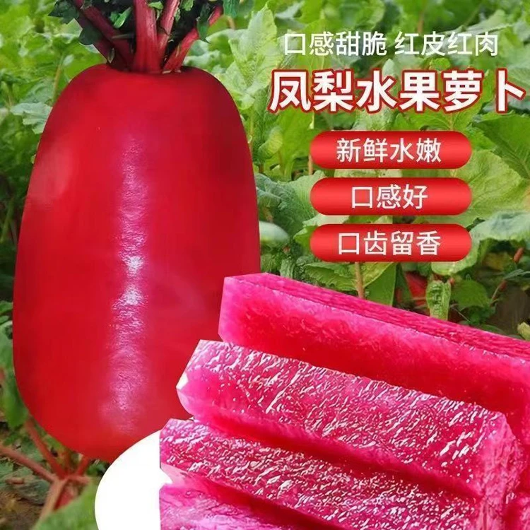 凤梨水果萝卜种子红皮种籽甜脆萝卜蔬菜种子红萝卜四季种植