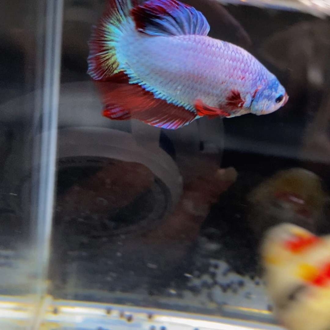 斗鱼427巨斗111111