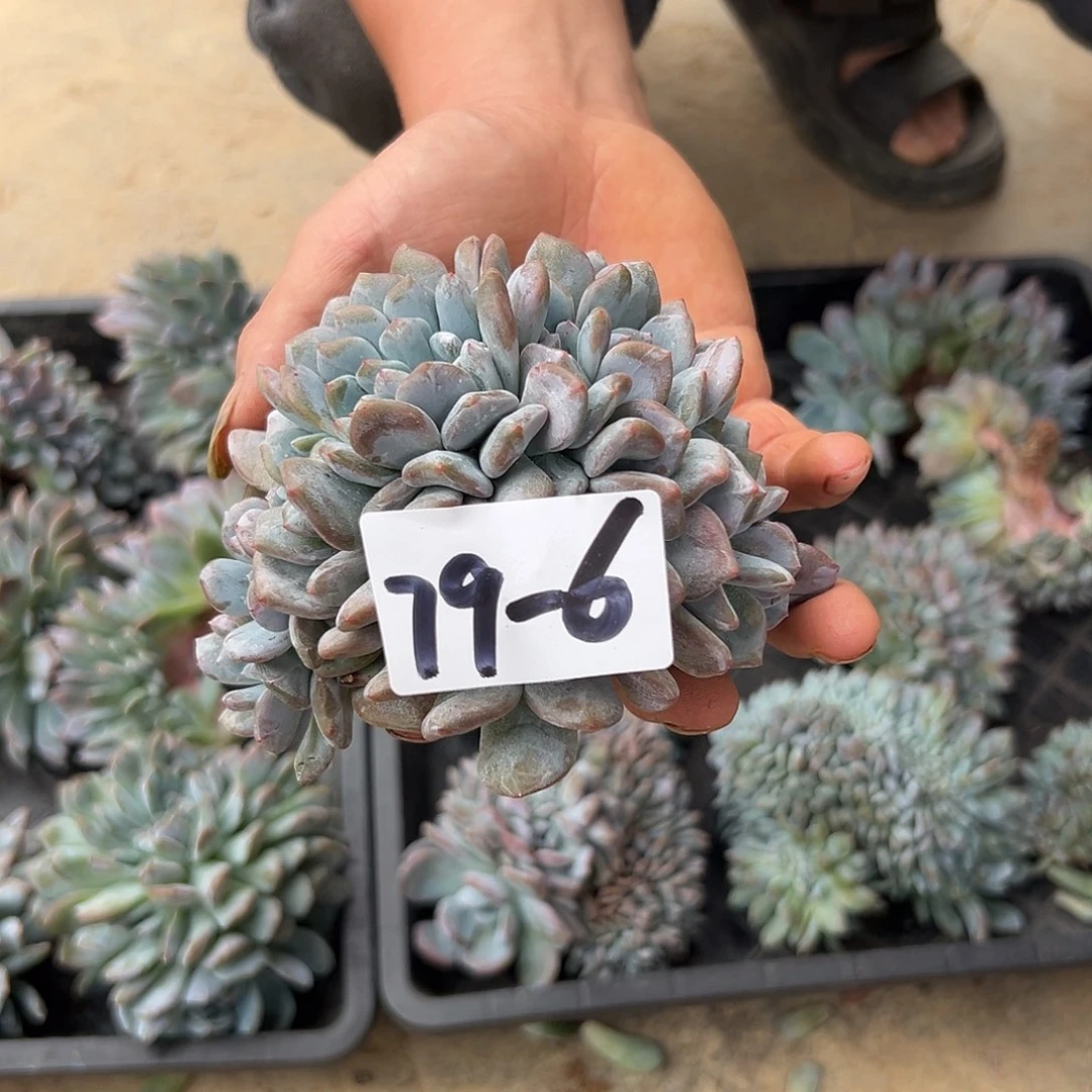 涛***世79-6橙子缀多肉植物