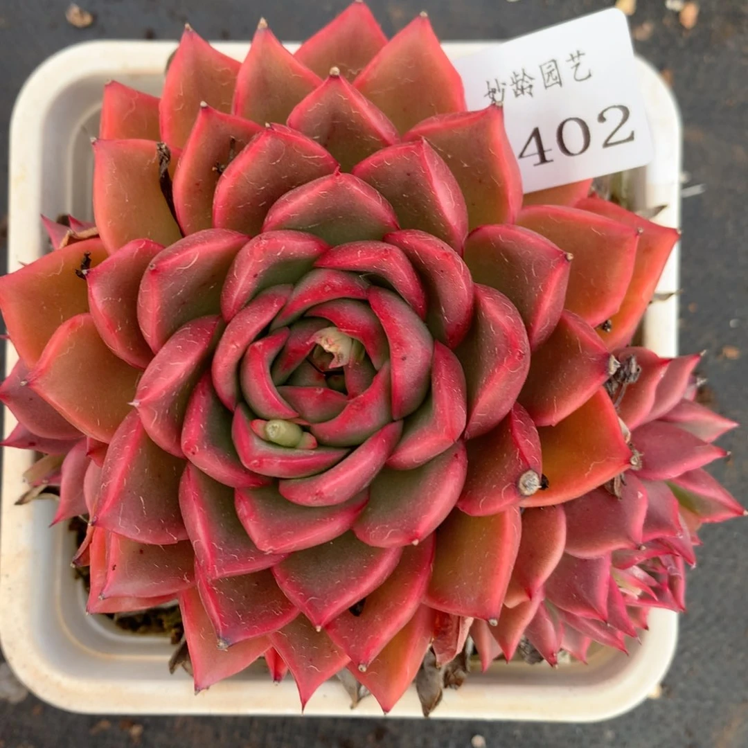 4402杂交多肉老桩