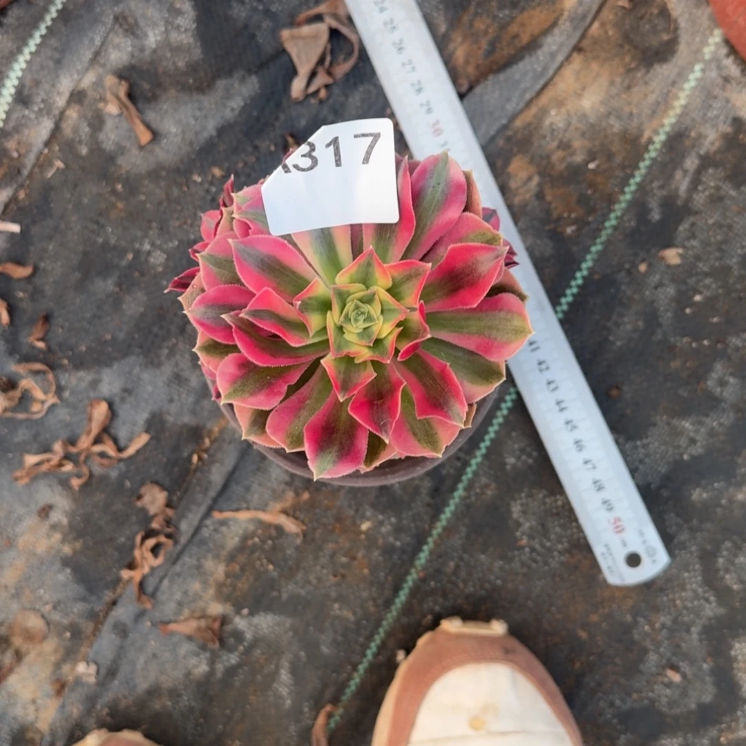 薯****初恋法师一物一拍317