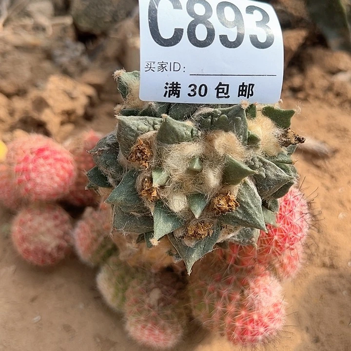 893号仙人球的花