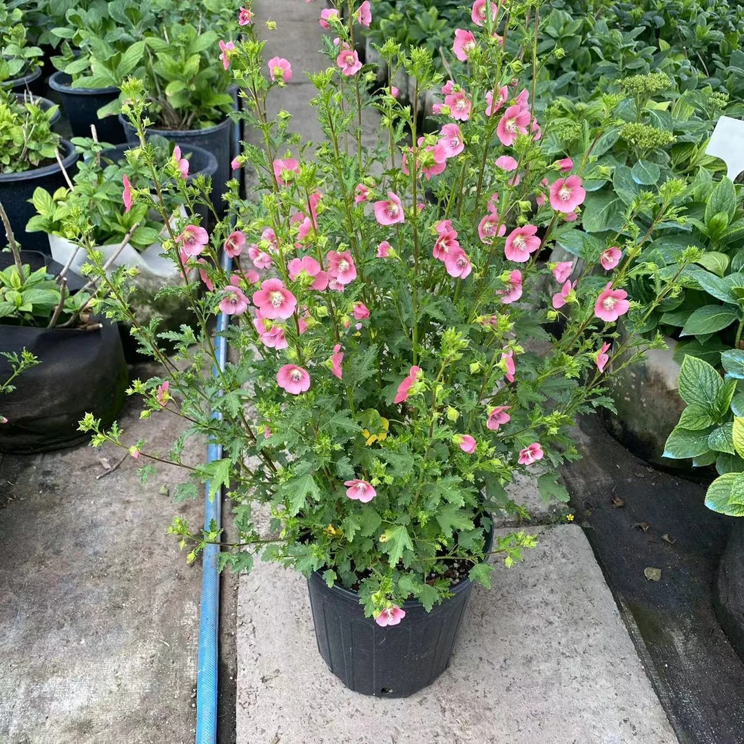 小木槿盆栽开花机器多年生灌木阳台观花绿植盆栽花苗带花苞庭院